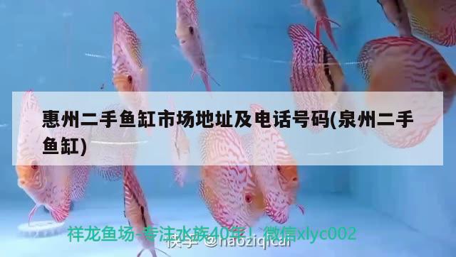 惠州二手魚缸市場地址及電話號碼(泉州二手魚缸) 吉羅魚批發(fā)