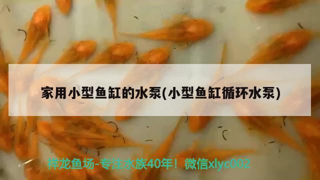 家用小型魚(yú)缸的水泵(小型魚(yú)缸循環(huán)水泵) 龍鳳鯉魚(yú)