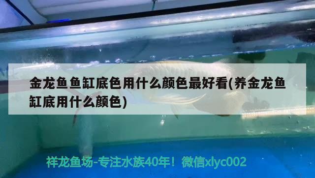 金龍魚魚缸底色用什么顏色最好看(養(yǎng)金龍魚缸底用什么顏色) 稀有紅龍品種