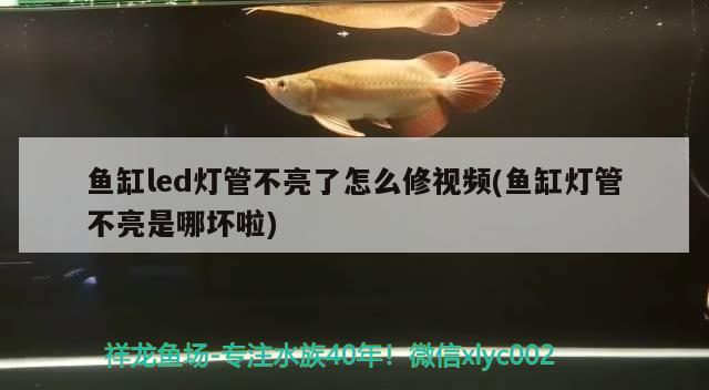 魚(yú)缸led燈管不亮了怎么修視頻(魚(yú)缸燈管不亮是哪壞啦) 白子黃化銀龍魚(yú)