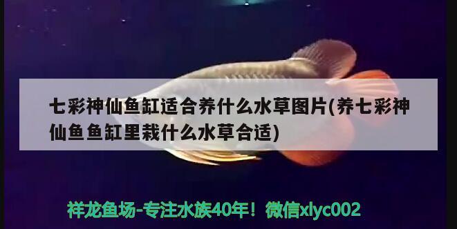 七彩神仙魚缸適合養(yǎng)什么水草圖片(養(yǎng)七彩神仙魚魚缸里栽什么水草合適) 七彩神仙魚