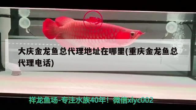 大慶金龍魚總代理地址在哪里(重慶金龍魚總代理電話) 青龍魚