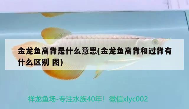 金龍魚(yú)高背是什么意思(金龍魚(yú)高背和過(guò)背有什么區(qū)別圖) 白子紅龍魚(yú)