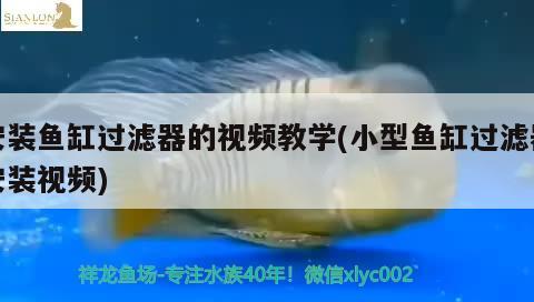 安裝魚缸過濾器的視頻教學(xué)(小型魚缸過濾器安裝視頻) 稀有紅龍品種