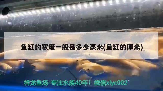 魚(yú)缸的寬度一般是多少毫米(魚(yú)缸的厘米) 廣州觀賞魚(yú)批發(fā)市場(chǎng)