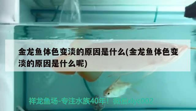 金龍魚體色變淡的原因是什么(金龍魚體色變淡的原因是什么呢) 除藻劑 第2張