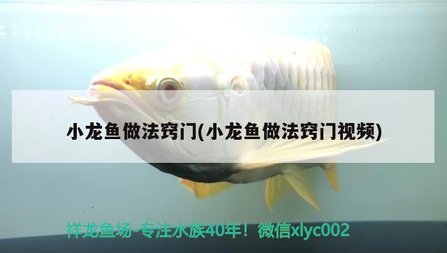 小龍魚做法竅門(小龍魚做法竅門視頻) 元寶鳳凰魚專用魚糧