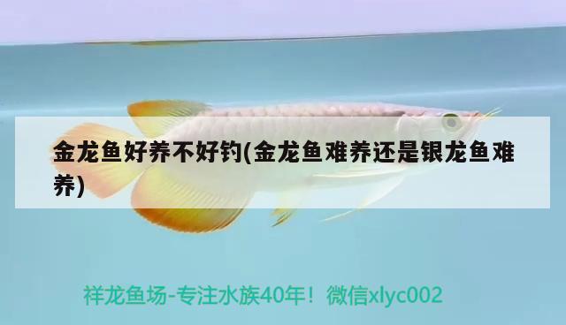 金龍魚好養(yǎng)不好釣(金龍魚難養(yǎng)還是銀龍魚難養(yǎng)) 垂釣樂園