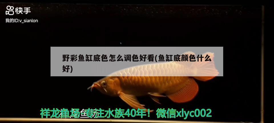 野彩魚(yú)缸底色怎么調(diào)色好看(魚(yú)缸底顏色什么好) 野彩魚(yú)