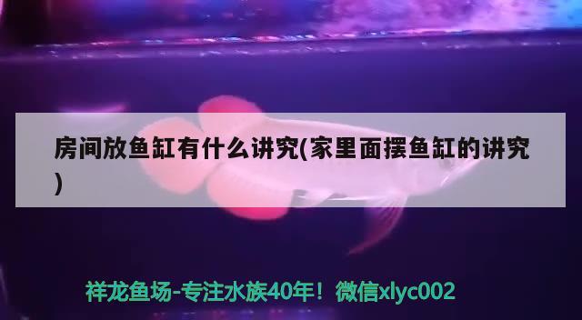 房間放魚(yú)缸有什么講究(家里面擺魚(yú)缸的講究) 黃吉金龍（白子金龍魚(yú)）