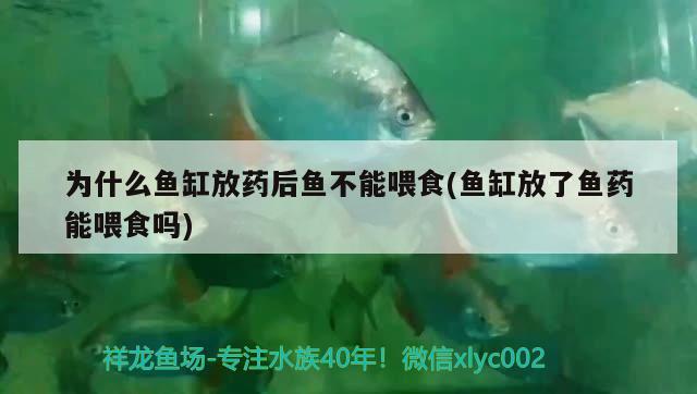 為什么魚缸放藥后魚不能喂食(魚缸放了魚藥能喂食嗎)