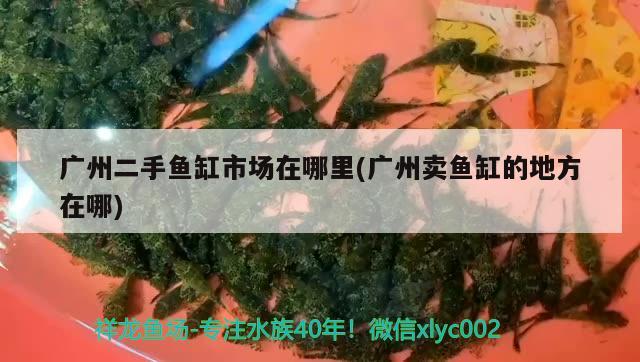 廣州二手魚缸市場在哪里(廣州賣魚缸的地方在哪) 水族燈（魚缸燈）