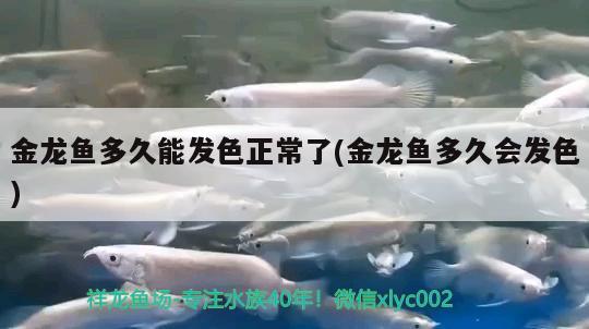 金龍魚(yú)多久能發(fā)色正常了(金龍魚(yú)多久會(huì)發(fā)色) 賽級(jí)紅龍魚(yú)