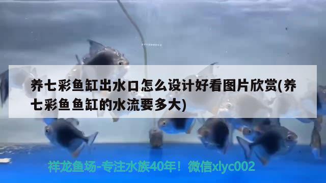 養(yǎng)七彩魚(yú)缸出水口怎么設(shè)計(jì)好看圖片欣賞(養(yǎng)七彩魚(yú)魚(yú)缸的水流要多大) 稀有金龍魚(yú)