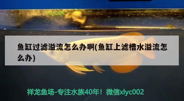 魚缸過濾溢流怎么辦啊(魚缸上濾槽水溢流怎么辦)