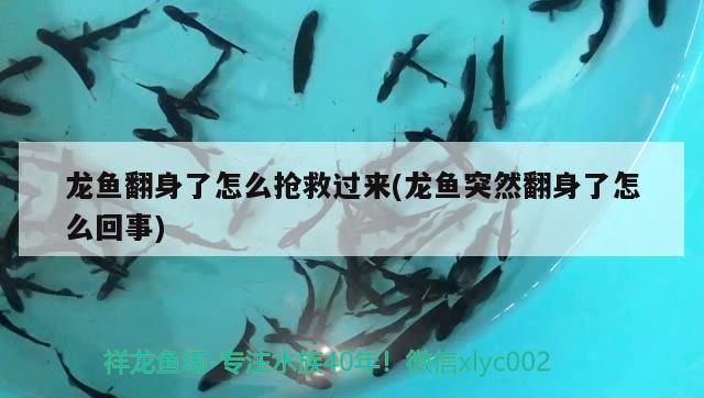 龍魚翻身了怎么搶救過來(龍魚突然翻身了怎么回事) 白子銀版魚苗