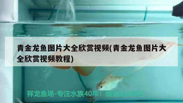 青金龍魚圖片大全欣賞視頻(青金龍魚圖片大全欣賞視頻教程)