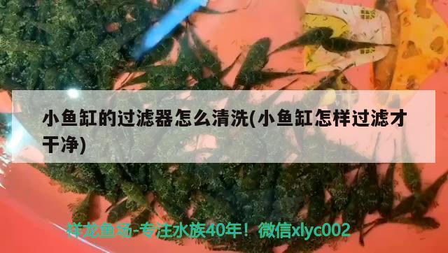 小魚缸的過濾器怎么清洗(小魚缸怎樣過濾才干凈) 小型觀賞魚