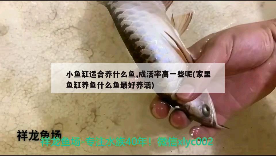 小魚缸適合養(yǎng)什么魚,成活率高一些呢(家里魚缸養(yǎng)魚什么魚最好養(yǎng)活) 招財(cái)戰(zhàn)船魚