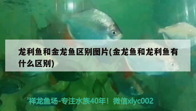 龍利魚和金龍魚區(qū)別圖片(金龍魚和龍利魚有什么區(qū)別) 觀賞魚市場（混養(yǎng)魚）