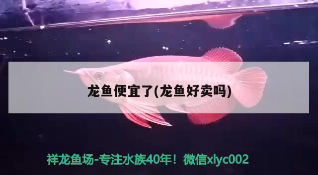 龍魚便宜了(龍魚好賣嗎) 黑水素