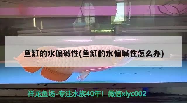 魚缸的水偏堿性(魚缸的水偏堿性怎么辦) 麥肯斯銀版魚 第2張