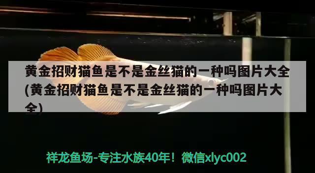 黃金招財(cái)貓魚是不是金絲貓的一種嗎圖片大全(黃金招財(cái)貓魚是不是金絲貓的一種嗎圖片大全) 黃金招財(cái)貓魚