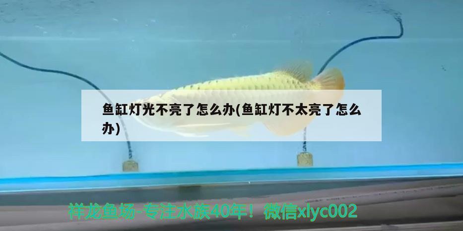 魚缸燈光不亮了怎么辦(魚缸燈不太亮了怎么辦) 觀賞魚飼料