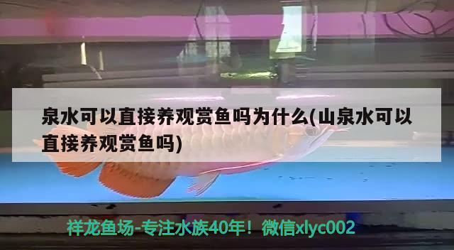 泉水可以直接養(yǎng)觀賞魚嗎為什么(山泉水可以直接養(yǎng)觀賞魚嗎) 金老虎魚 第3張