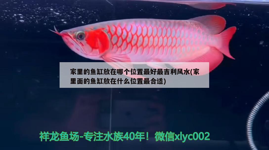 家里的魚缸放在哪個位置最好最吉利風(fēng)水(家里面的魚缸放在什么位置最合適)