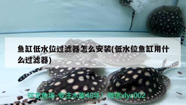 魚缸低水位過濾器怎么安裝(低水位魚缸用什么過濾器)