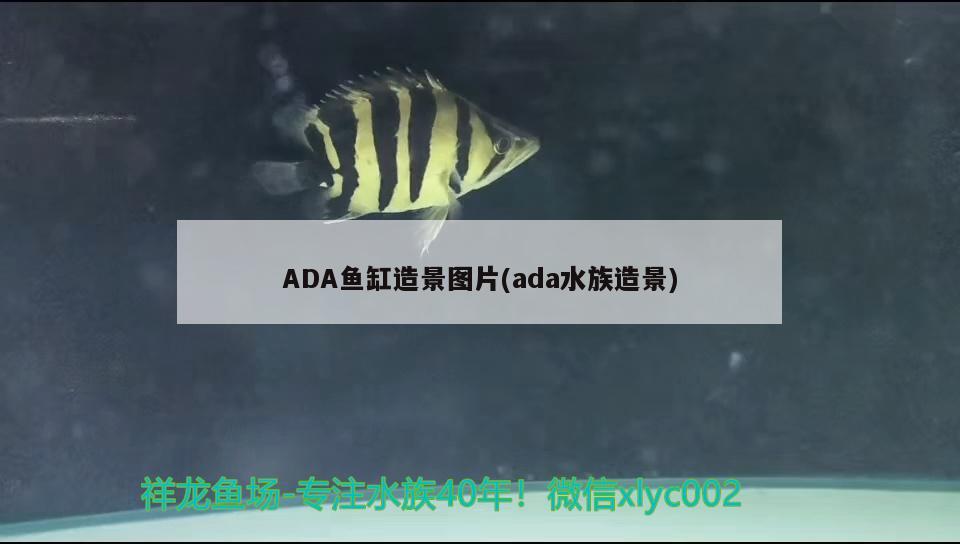 ADA魚(yú)缸造景圖片(ada水族造景) 生態(tài)瓶/創(chuàng)意缸/桌面微景缸