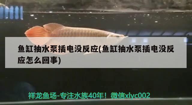 魚缸抽水泵插電沒反應(yīng)(魚缸抽水泵插電沒反應(yīng)怎么回事)