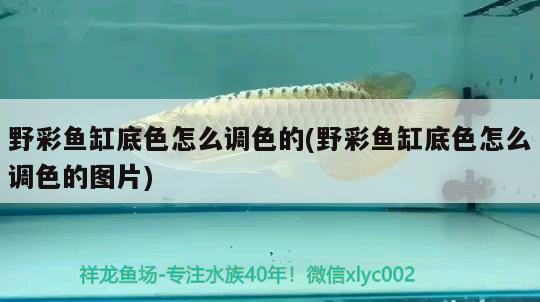 野彩魚缸底色怎么調(diào)色的(野彩魚缸底色怎么調(diào)色的圖片) 野彩魚