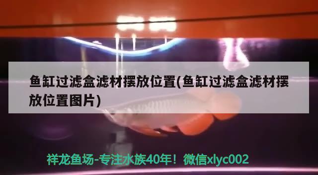 魚缸過濾盒濾材擺放位置(魚缸過濾盒濾材擺放位置圖片) 非洲金鼓魚