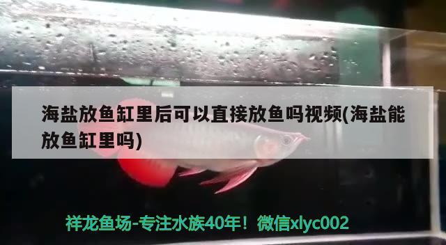 海鹽放魚缸里后可以直接放魚嗎視頻(海鹽能放魚缸里嗎) 黑金魟魚