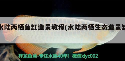 水陸兩棲魚(yú)缸造景教程(水陸兩棲生態(tài)造景缸) 細(xì)線銀板魚(yú)苗