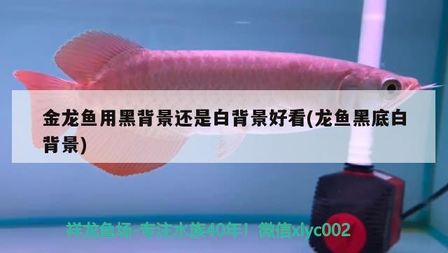 金龍魚用黑背景還是白背景好看(龍魚黑底白背景) 豹紋夫魚苗