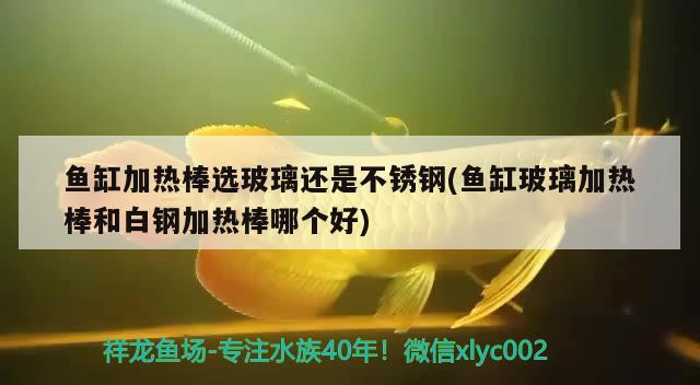 魚缸加熱棒選玻璃還是不銹鋼(魚缸玻璃加熱棒和白鋼加熱棒哪個(gè)好) 白子銀龍魚苗