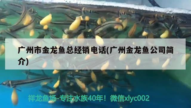 廣州市金龍魚總經(jīng)銷電話(廣州金龍魚公司簡介) 祥龍金禾金龍魚