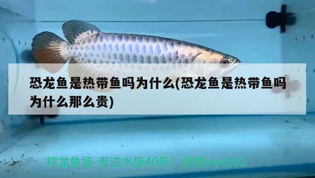 恐龍魚是熱帶魚嗎為什么(恐龍魚是熱帶魚嗎為什么那么貴) 祥龍進(jìn)口元寶鳳凰魚