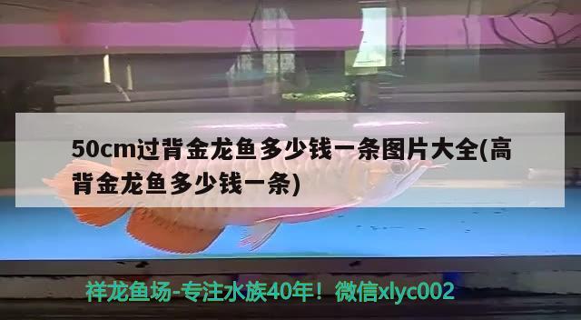 50cm過背金龍魚多少錢一條圖片大全(高背金龍魚多少錢一條) 高背金龍魚