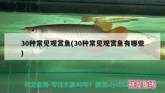 30種常見觀賞魚(30種常見觀賞魚有哪些) 蝴蝶鯉魚苗