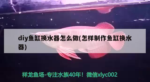 diy魚缸換水器怎么做(怎樣制作魚缸換水器) 玫瑰銀版魚