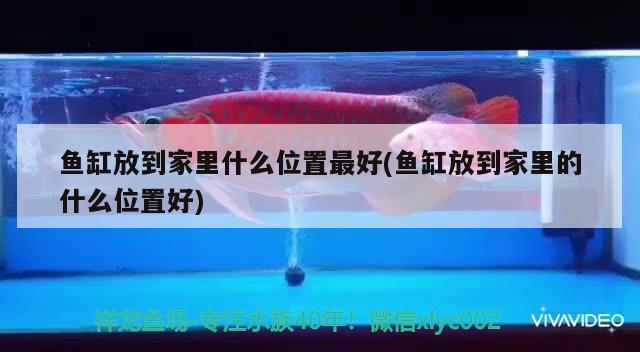 魚缸放到家里什么位置最好(魚缸放到家里的什么位置好) 紅勾銀版魚