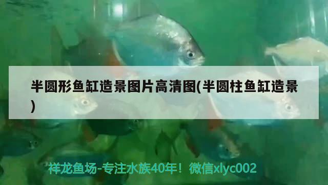 半圓形魚(yú)缸造景圖片高清圖(半圓柱魚(yú)缸造景) 暹羅巨鯉