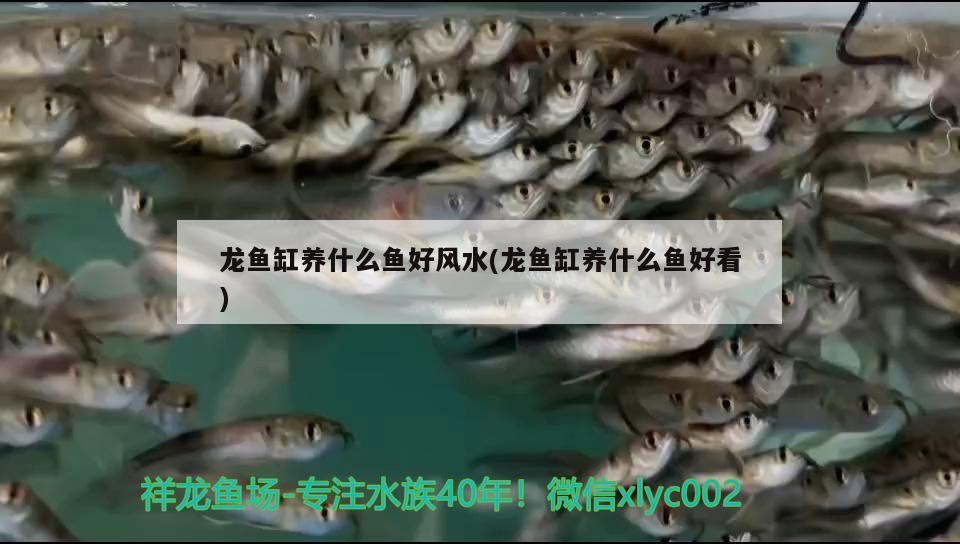 龍魚缸養(yǎng)什么魚好風(fēng)水(龍魚缸養(yǎng)什么魚好看)