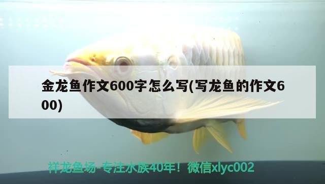 金龍魚作文600字怎么寫(寫龍魚的作文600) 豬鼻龜百科