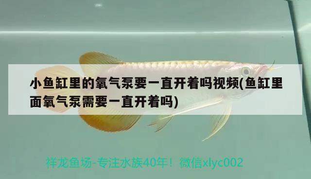 小魚缸里的氧氣泵要一直開著嗎視頻(魚缸里面氧氣泵需要一直開著嗎)