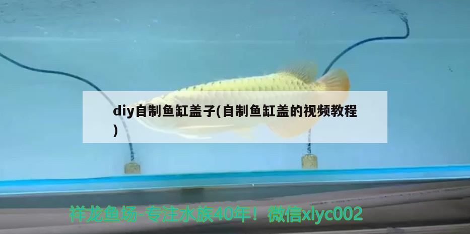 diy自制魚缸蓋子(自制魚缸蓋的視頻教程)